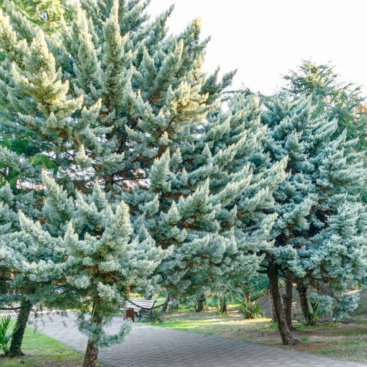 Blue Ice Arizona Cypress, Cupressus arizonica 'Blue Ice', planted landscape mature trees
