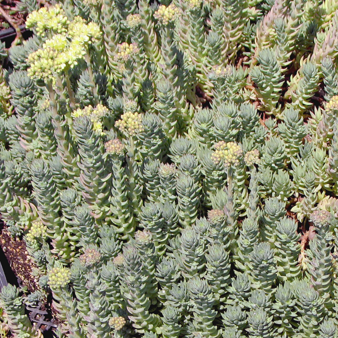 Sedum rupestre Blue Spruce (7978826825983)