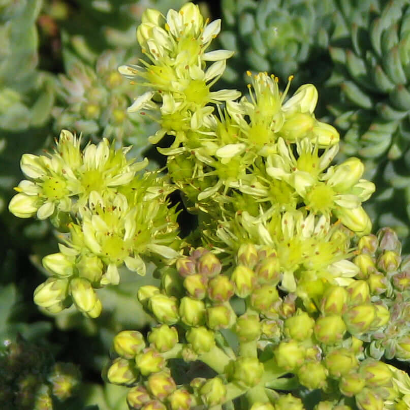 Sedum rupestre Blue Spruce (7978826825983)