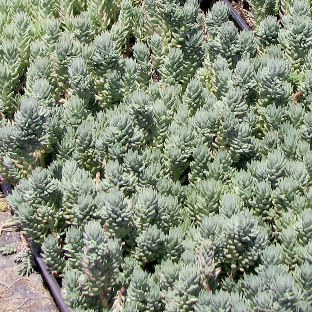 Sedum rupestre Blue Spruce (7978826825983)