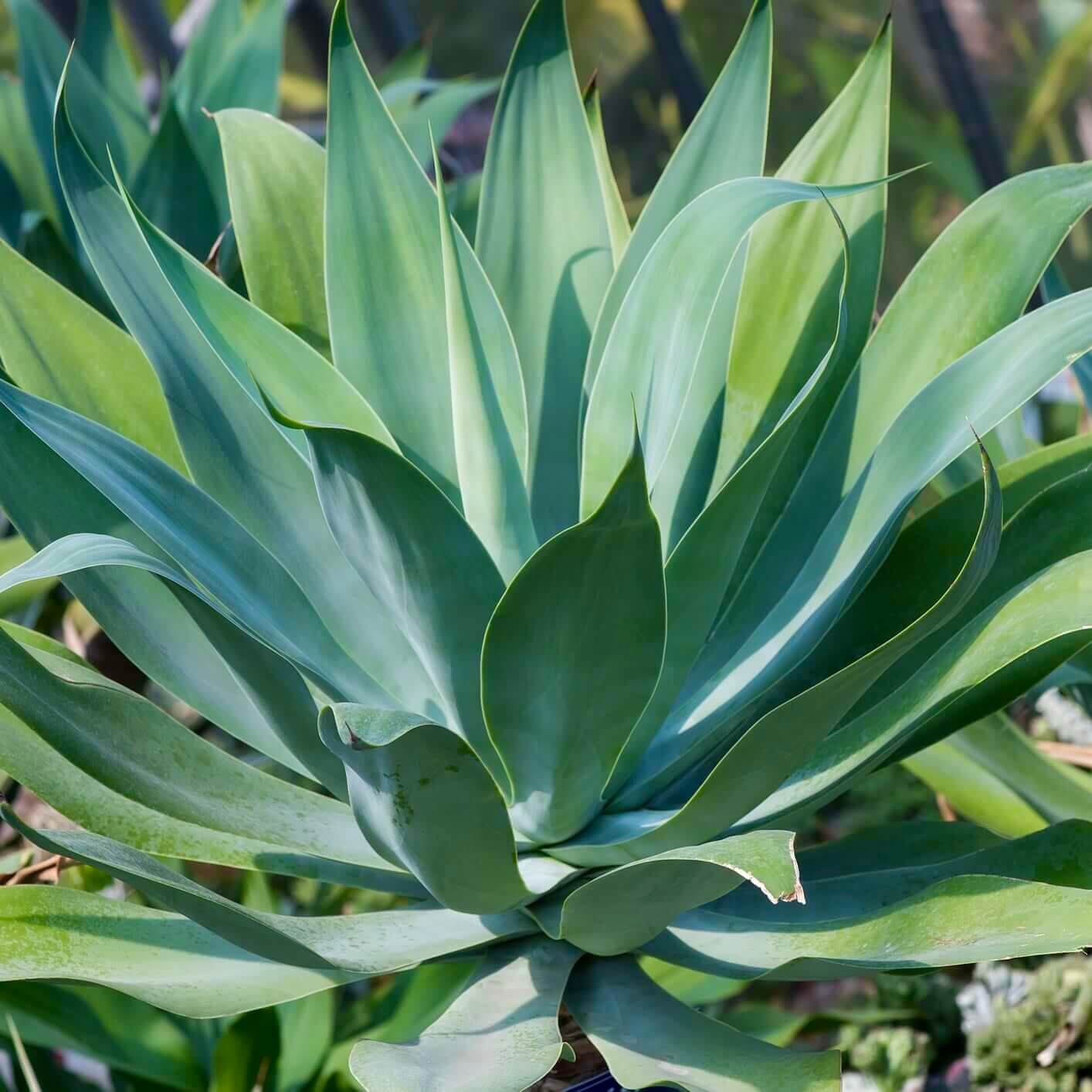 Blue Flame Agave Succulent