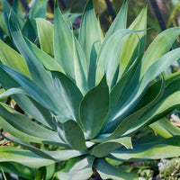 Blue Flame Agave Succulent
