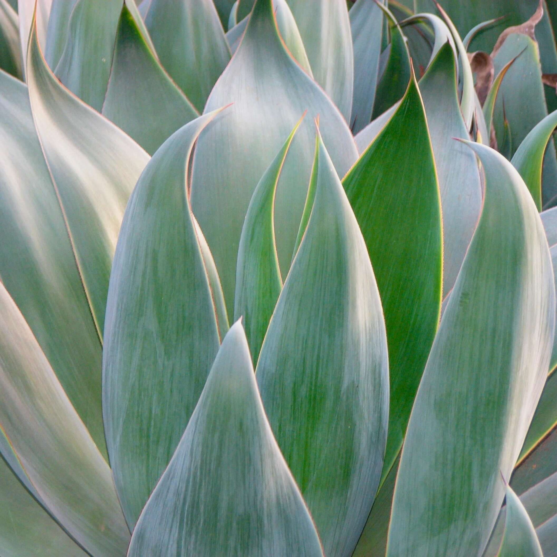 Blue Flame Agave Close Up