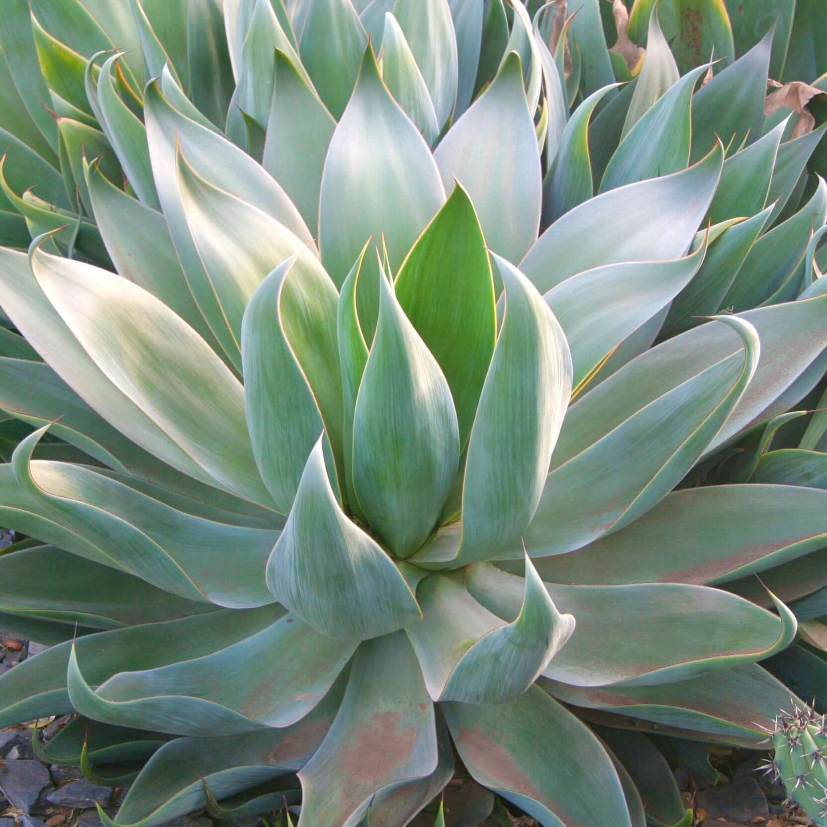 Agave Blue Flame Landscape Close Up