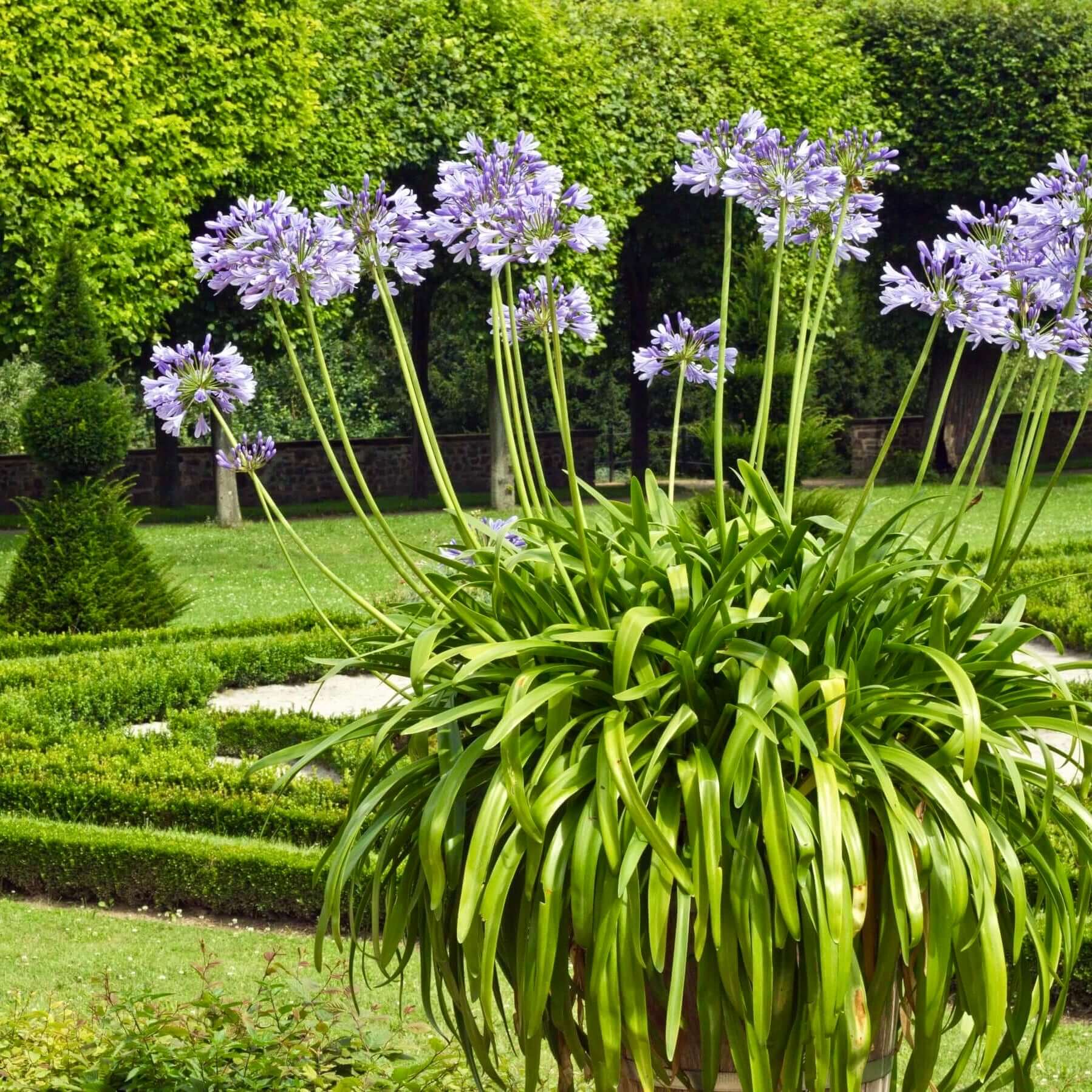 Blue Lily of the Nile (7823948447999)