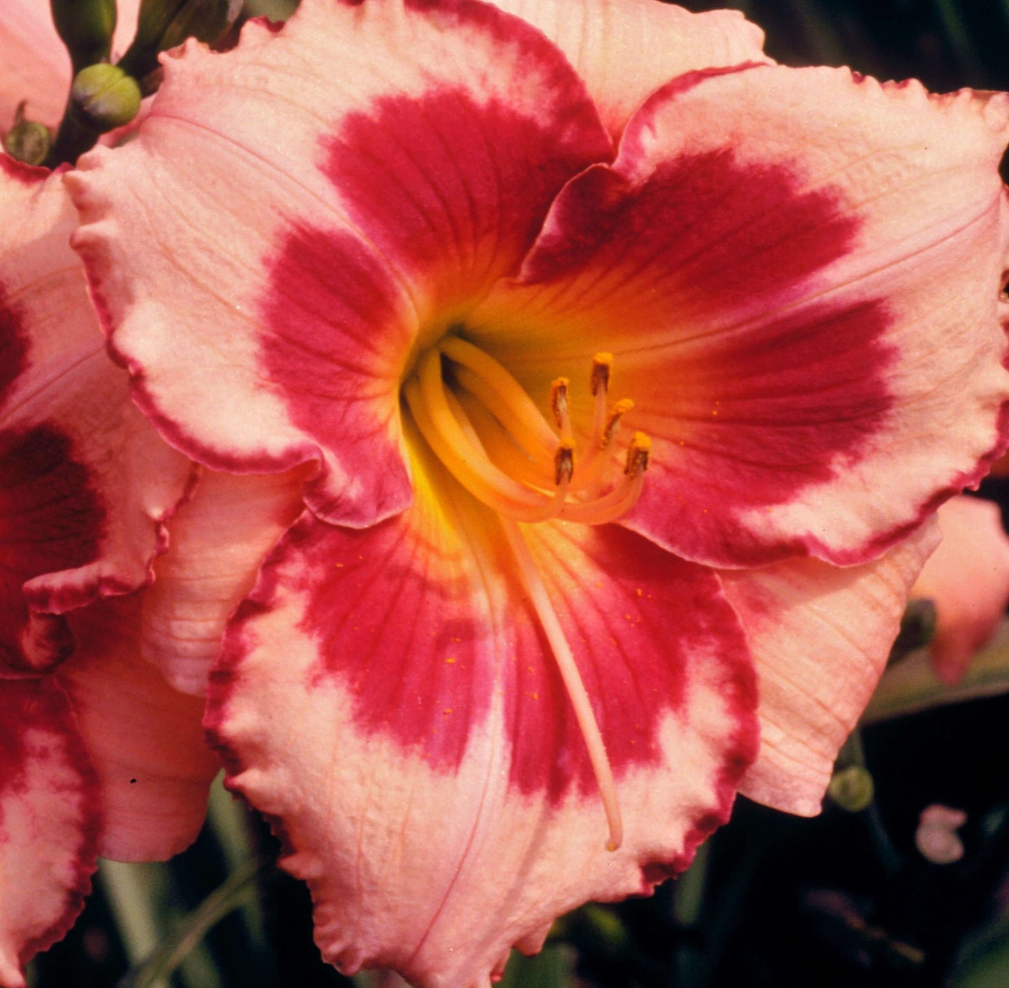 Hemerocallis 'Blushing Summer Valentine' (8008373141759)