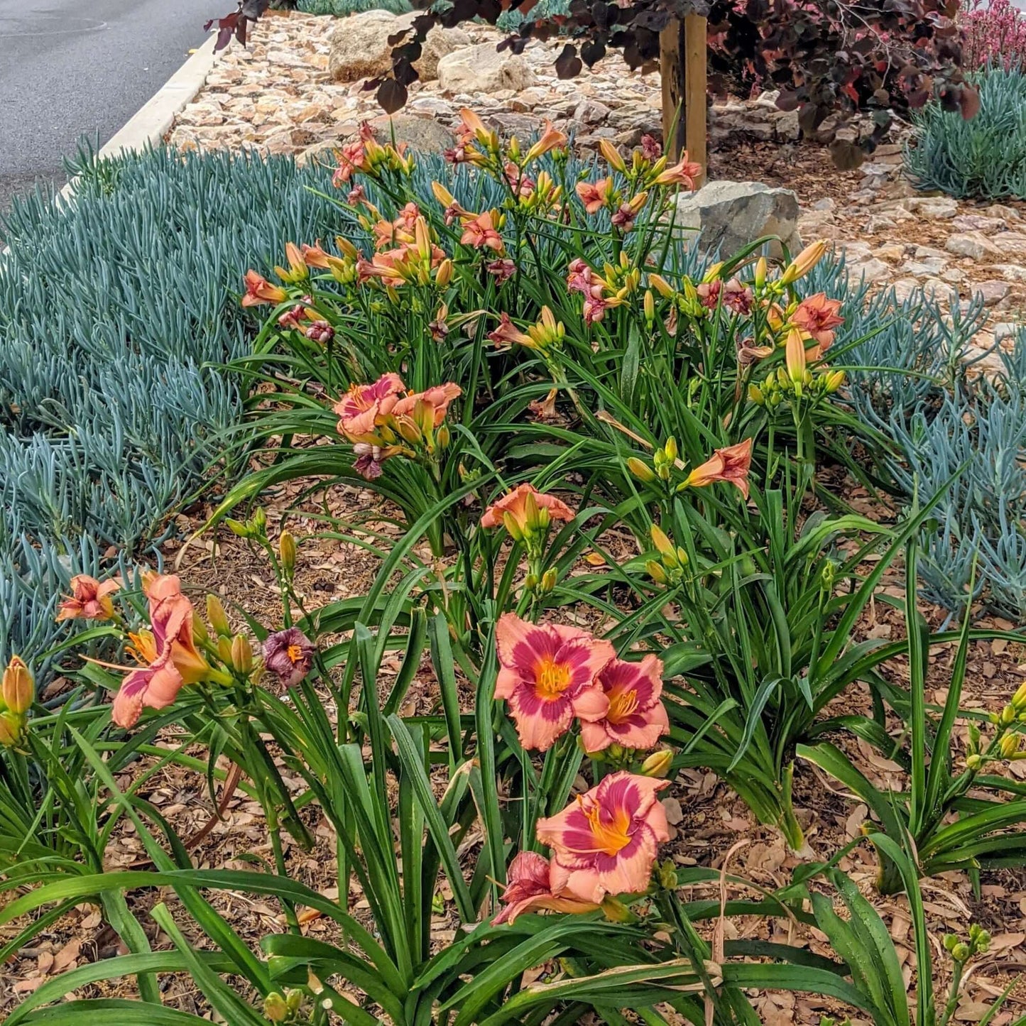 Hemerocallis 'Blushing Summer Valentine' (8008373141759)