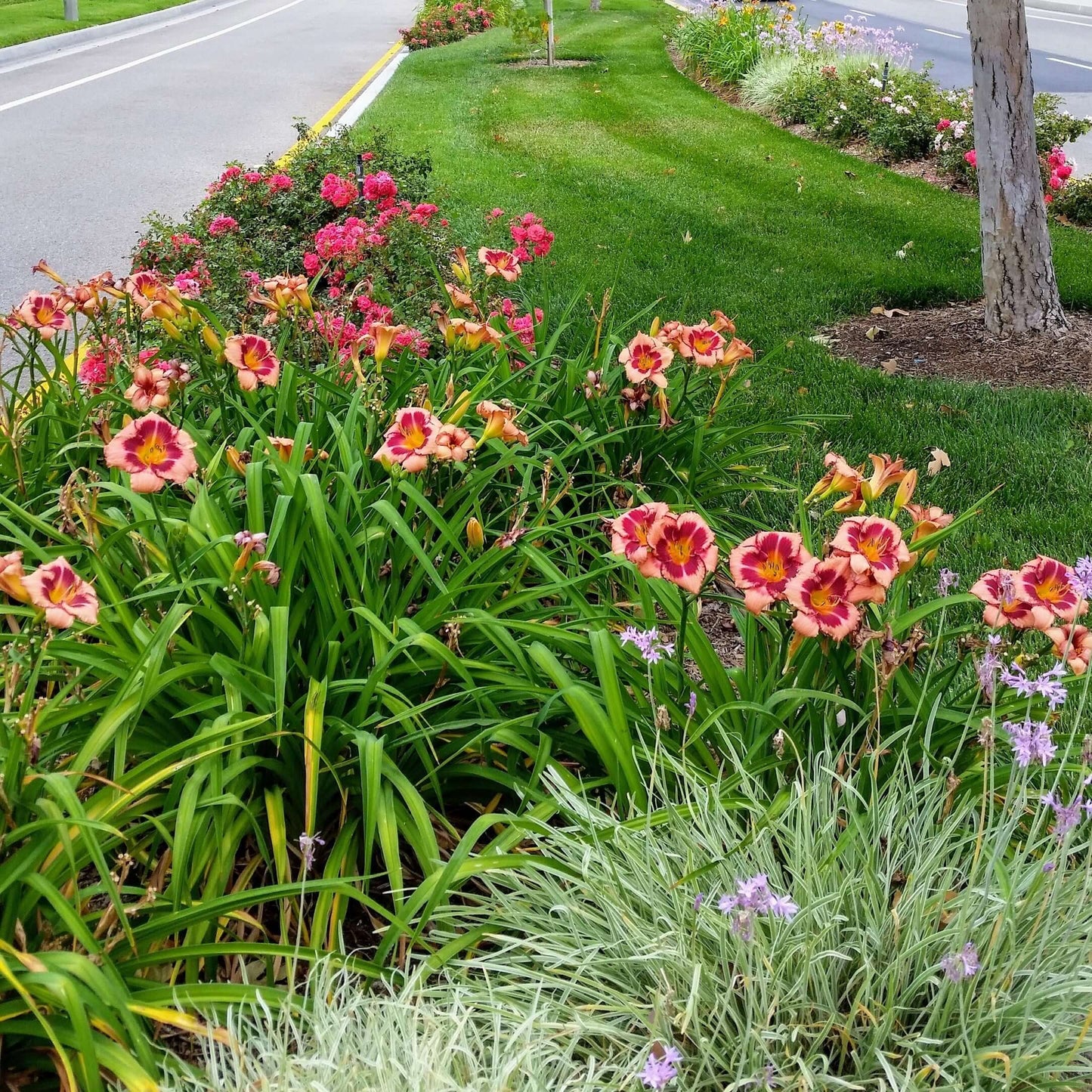 Hemerocallis 'Blushing Summer Valentine' (8008373141759)