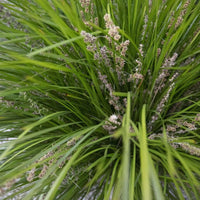 Breeze Dwarf Mat Rush (7823951823103)