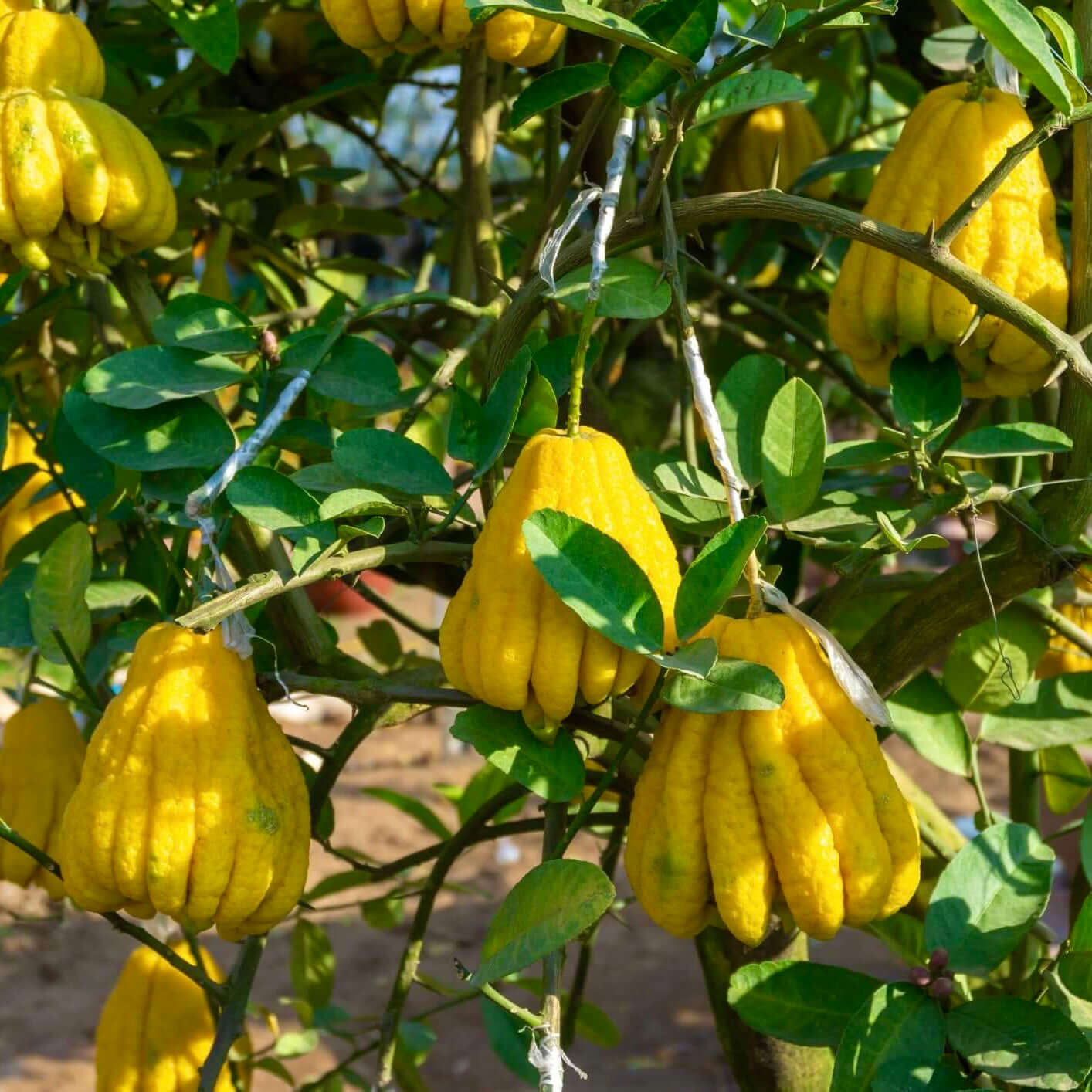 Buddha's Hand Citron Tree (7863713399039)