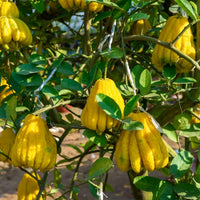 Buddha's Hand Citron Tree (7863713399039)