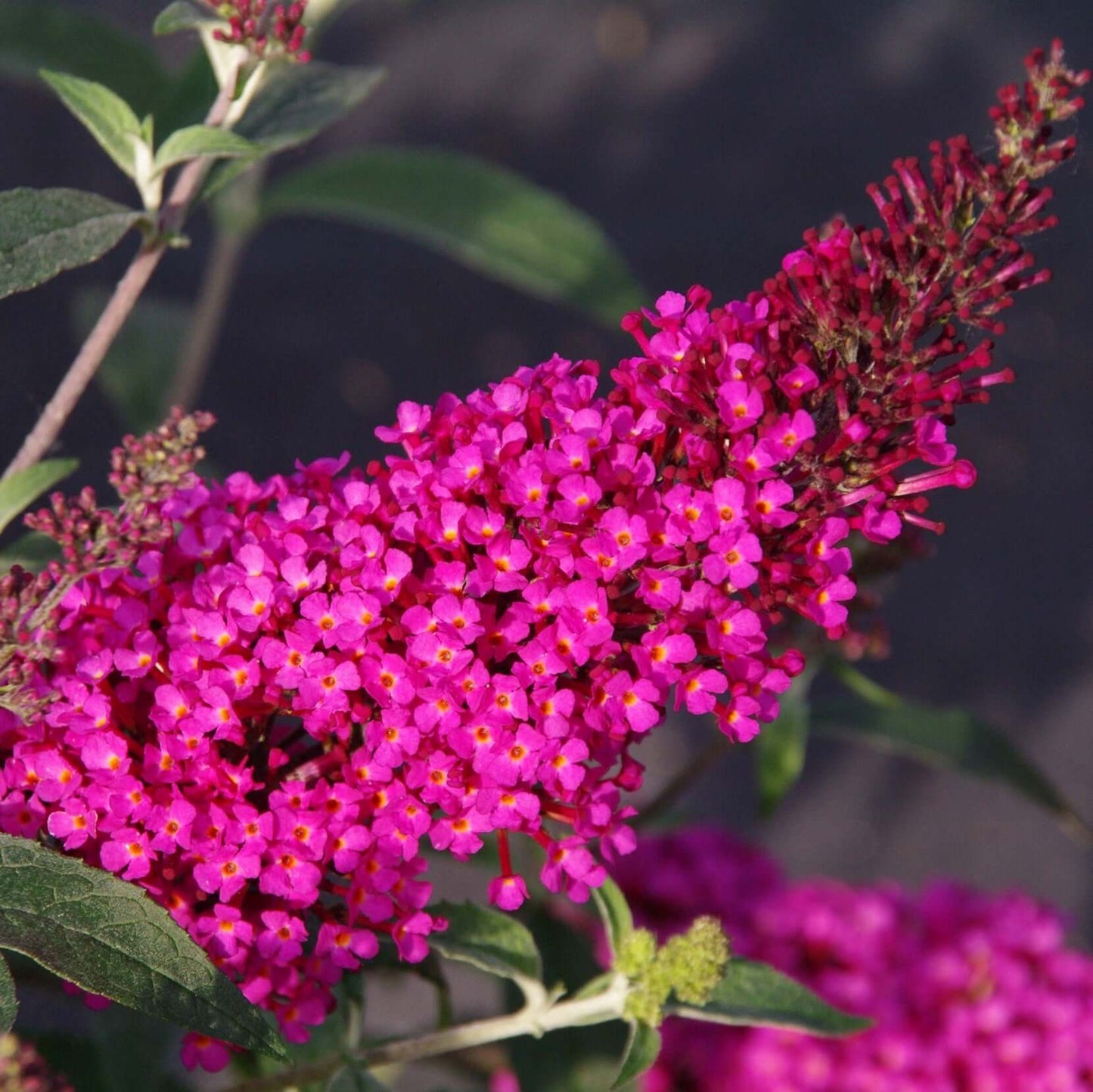 Buddleja davidii Buzz Hot Raspberry (8008373010687)