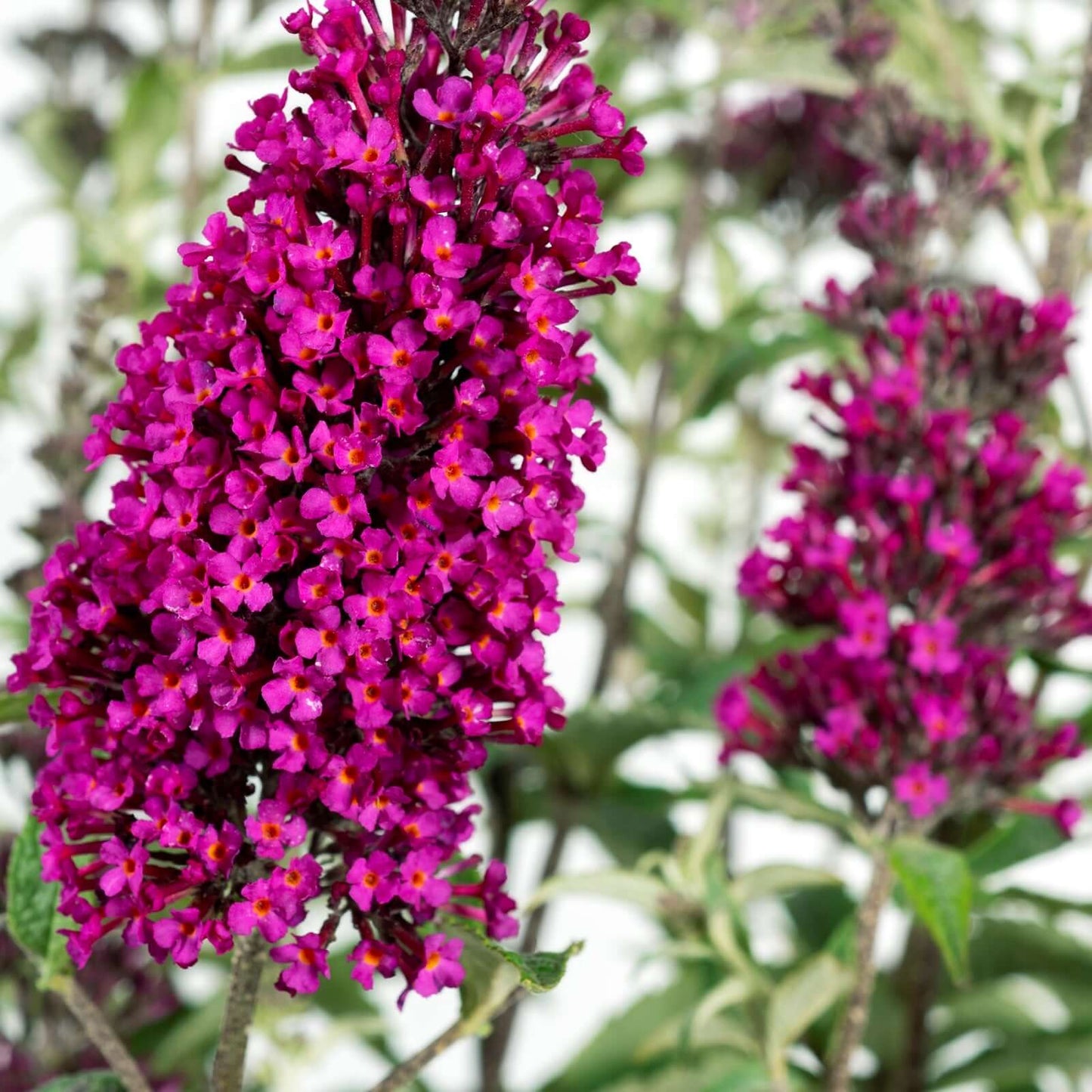 Buddleja davidii Buzz Hot Raspberry (8008373010687)