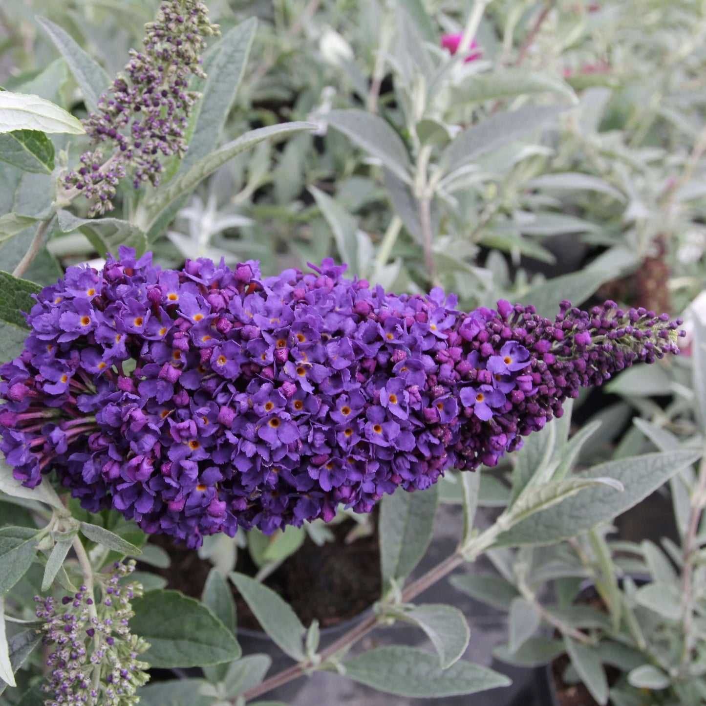 Buddleja davidii Buzz Midnight (8008372846847)