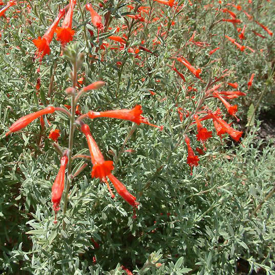 Epilobium canum (Zauschneria californica) (7994782744831)