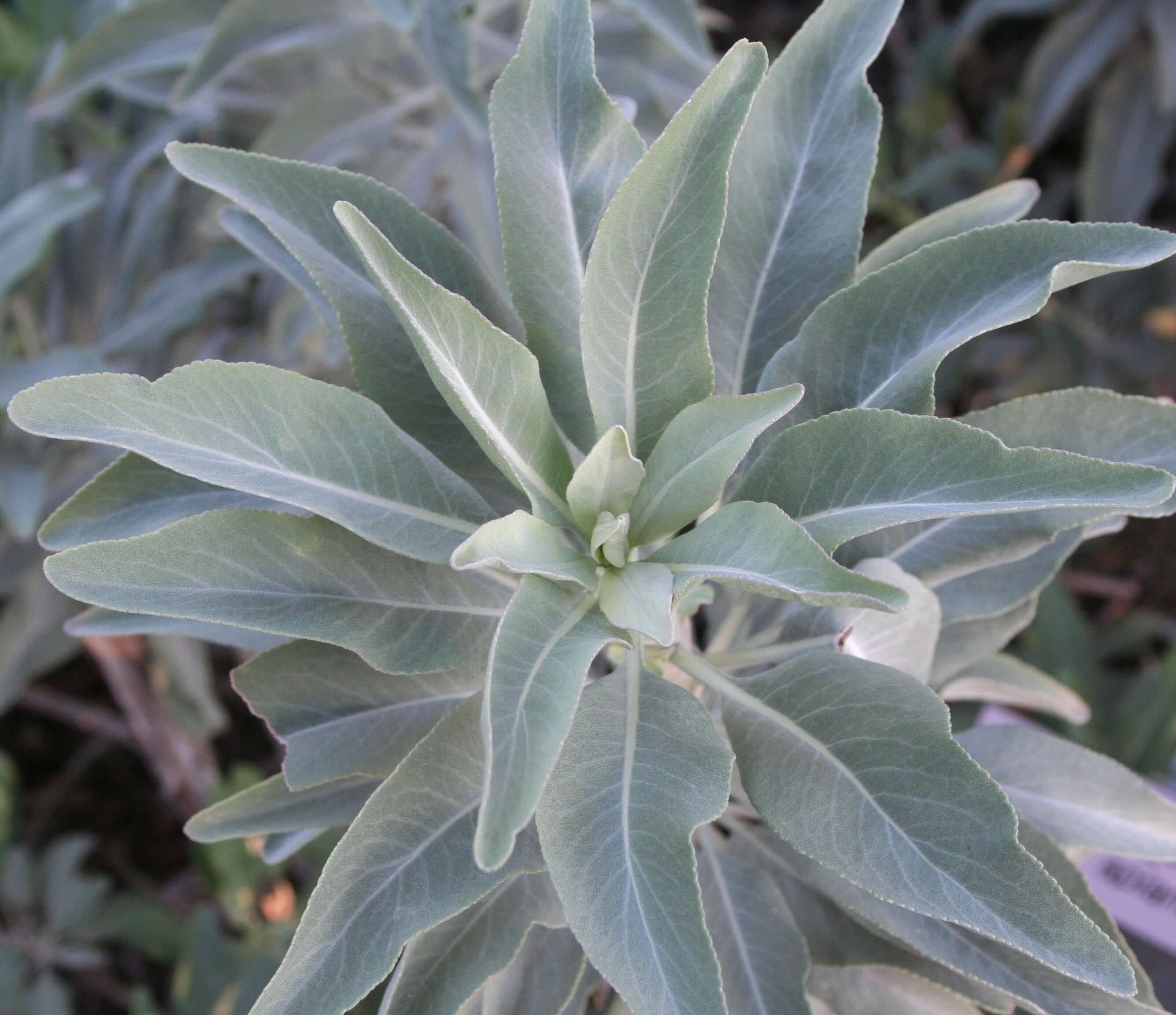 white sage indoor plant California White Sage
