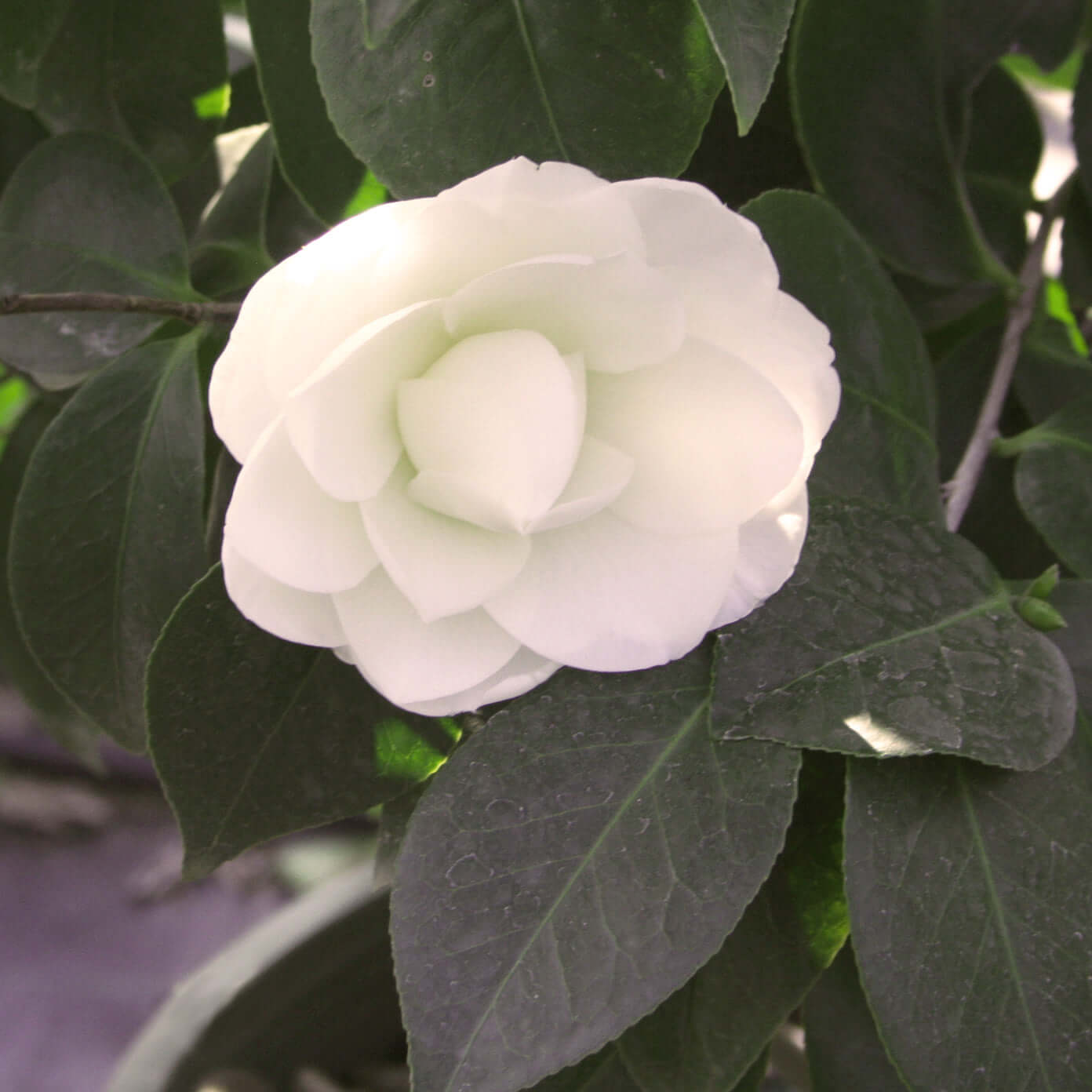 Camellia japonica Nuccio's Gem (8025365512447)