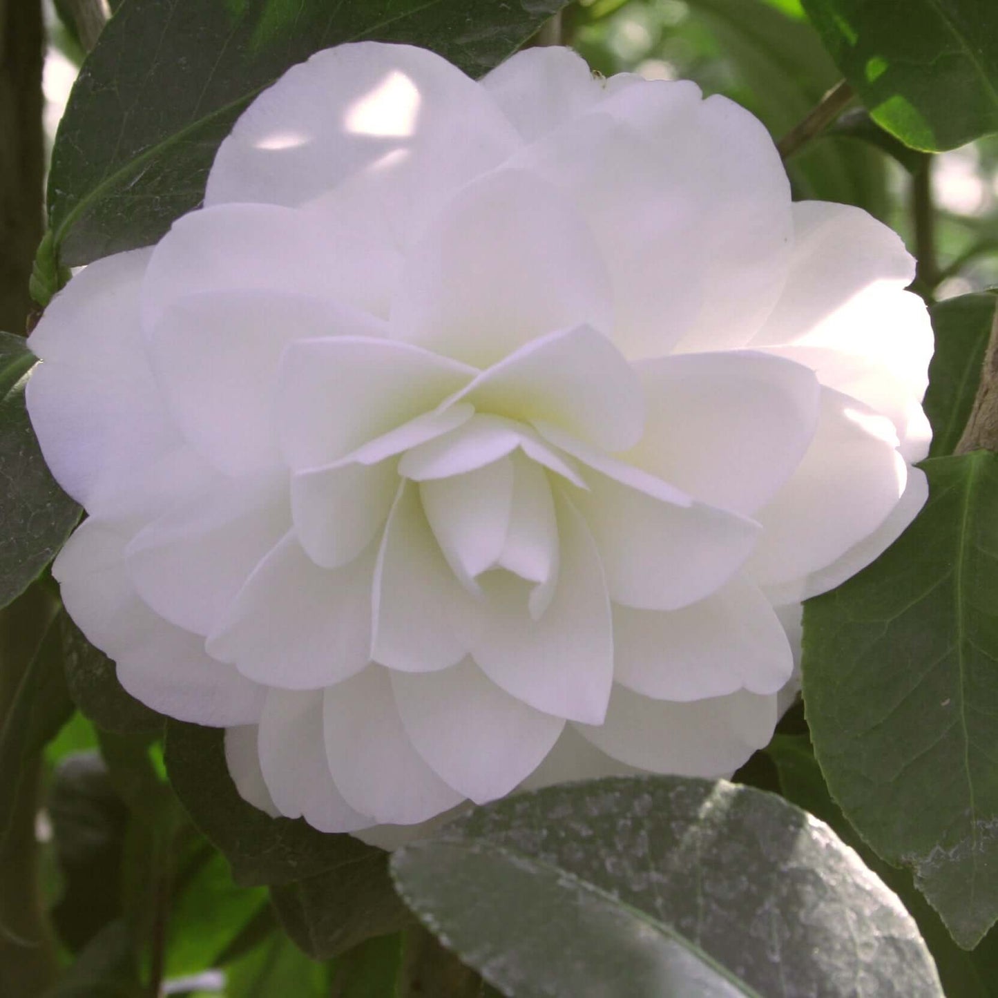 Camellia japonica Nuccio's Gem (8025365512447)