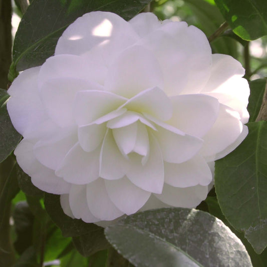 Camellia japonica Nuccio's Gem (8025365512447)