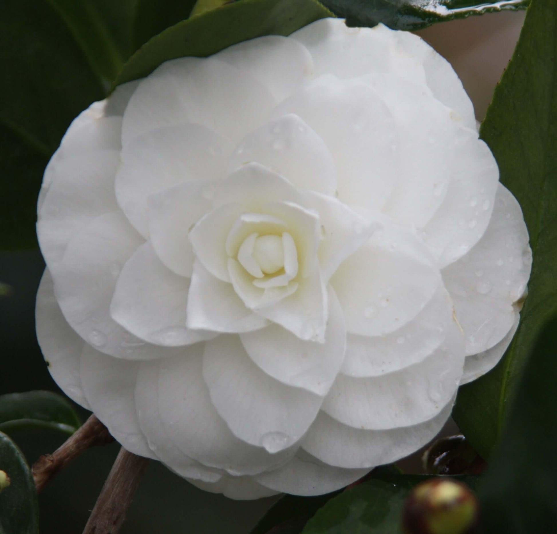 Camellia japonica Nuccio's Gem (8025365512447)