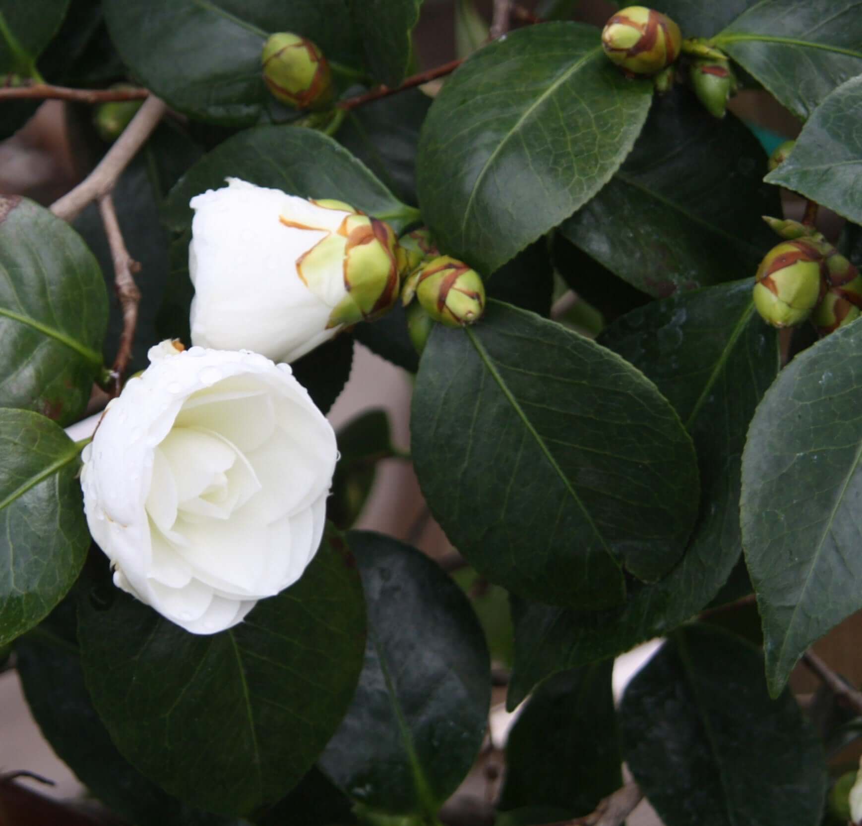 Camellia japonica Nuccio's Gem (8025365512447)