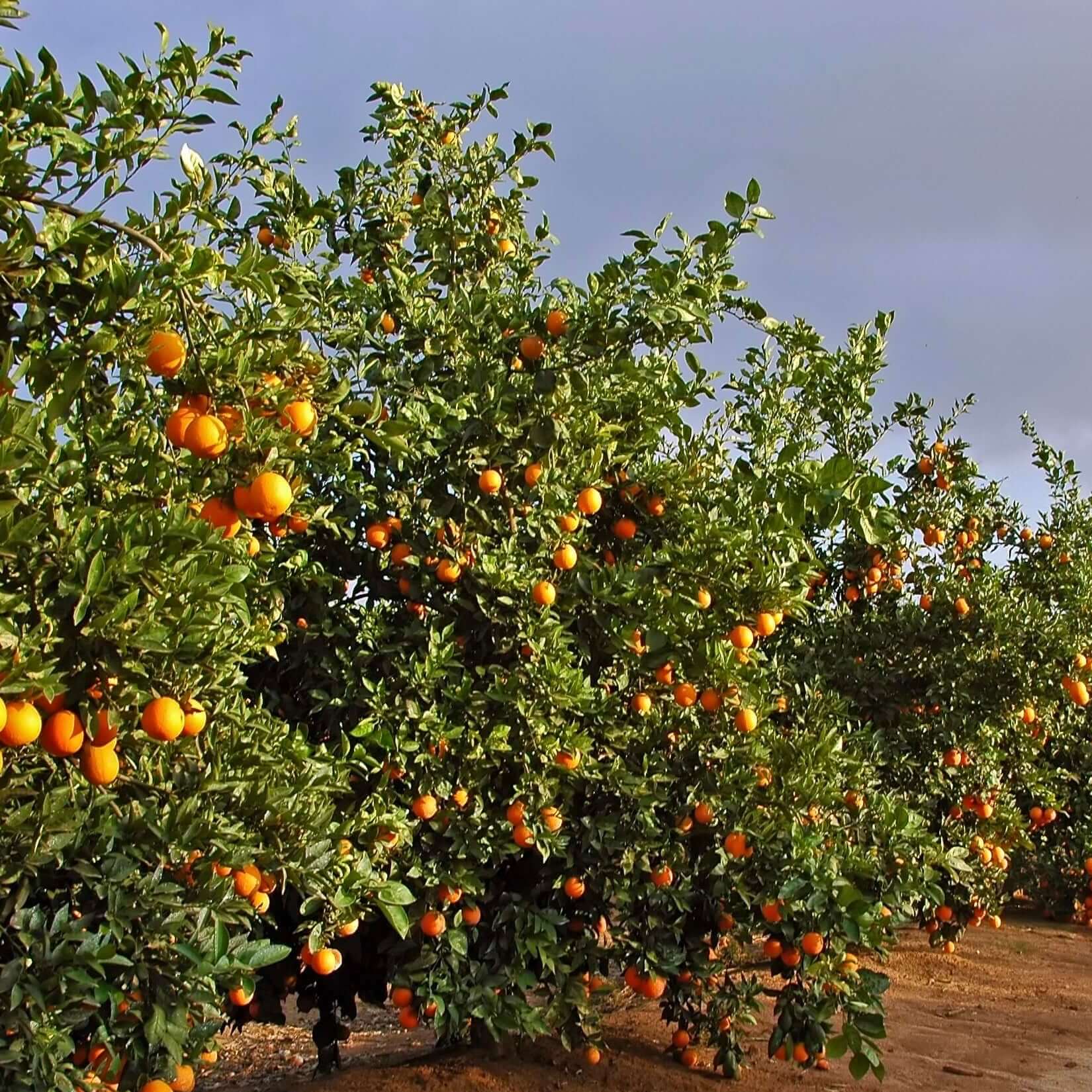 Cara Cara Orange Tree (7863714087167)