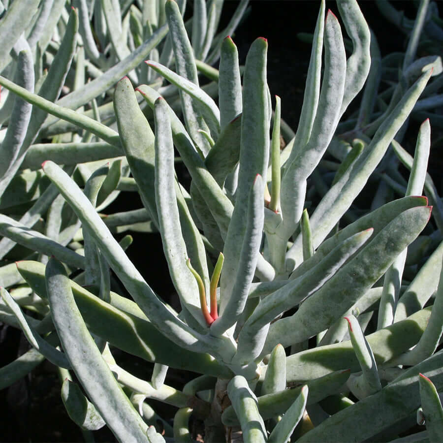 Chalky Finger Aloe (7978826858751)