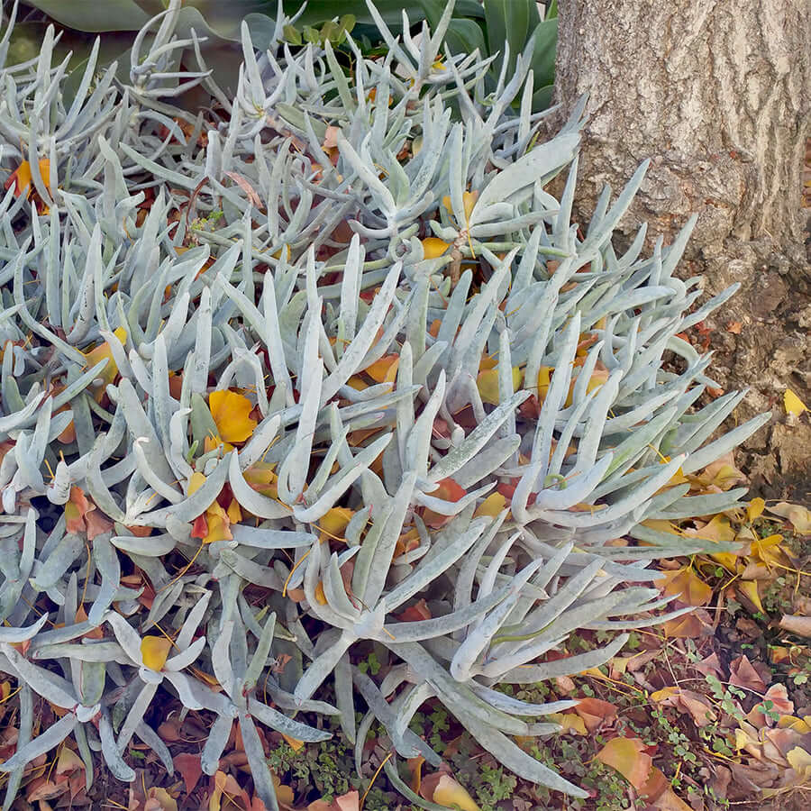 Chalky Finger Aloe (7978826858751)