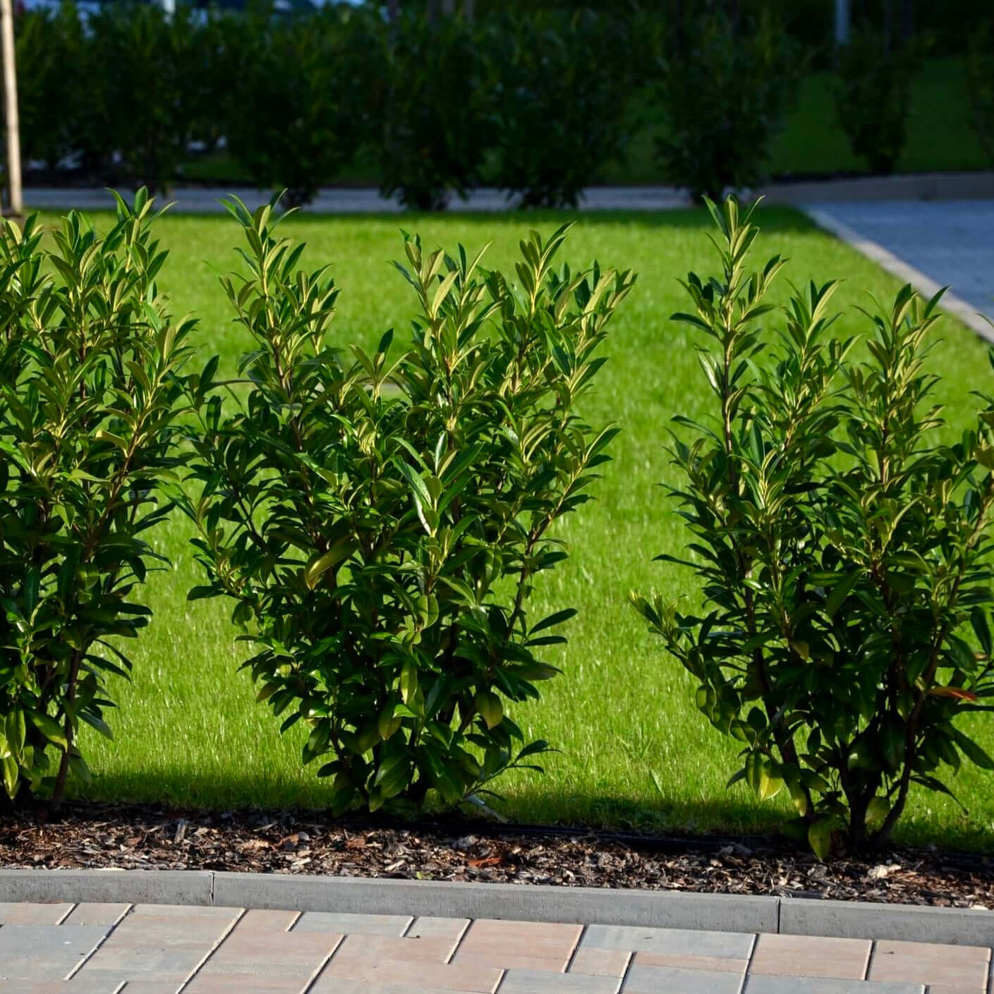 Compact Carolina Cherry Laurel (7863715430655)