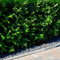 Compact Carolina Cherry Laurel (7863715430655)