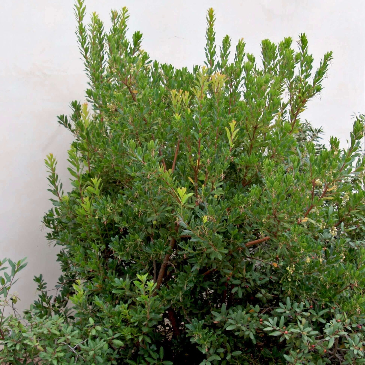 Arbutus unedo (7823949005055)