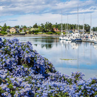 Concha California Lilac (7823949758719)