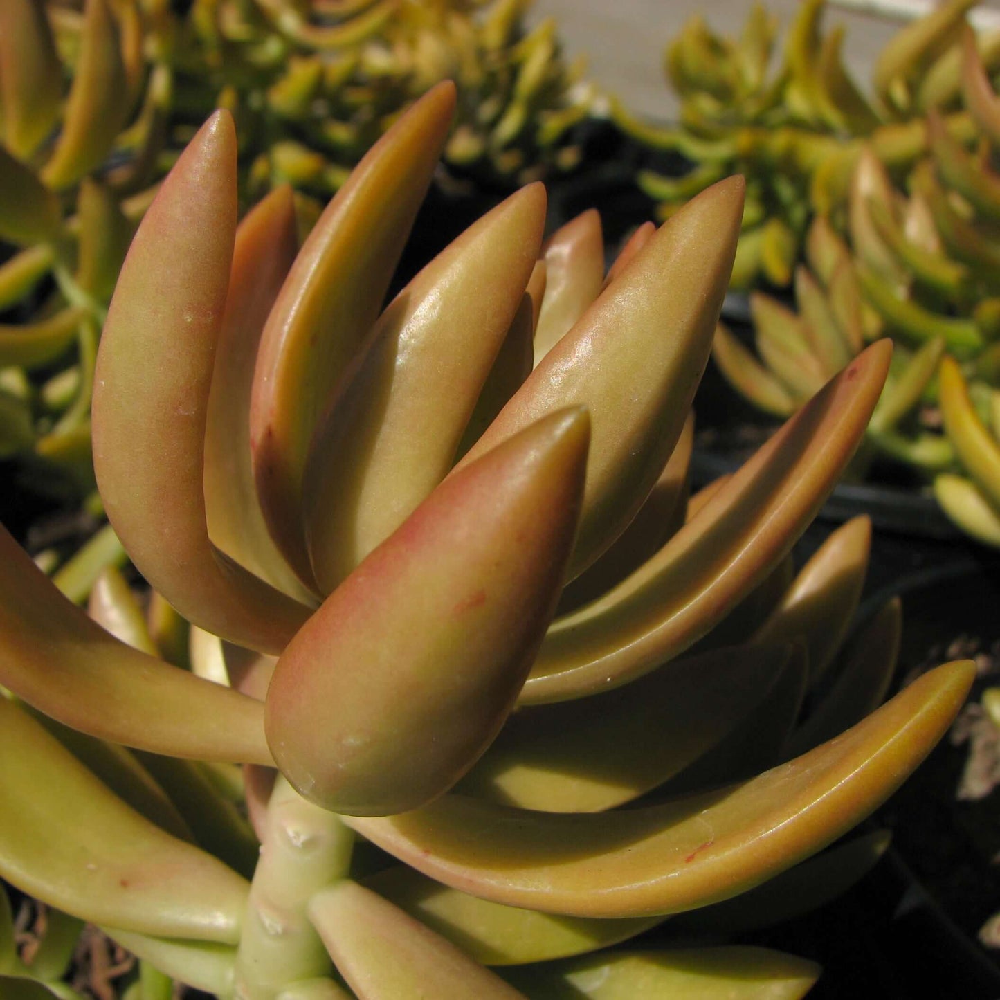 Coppertone Sedum (7978826694911)