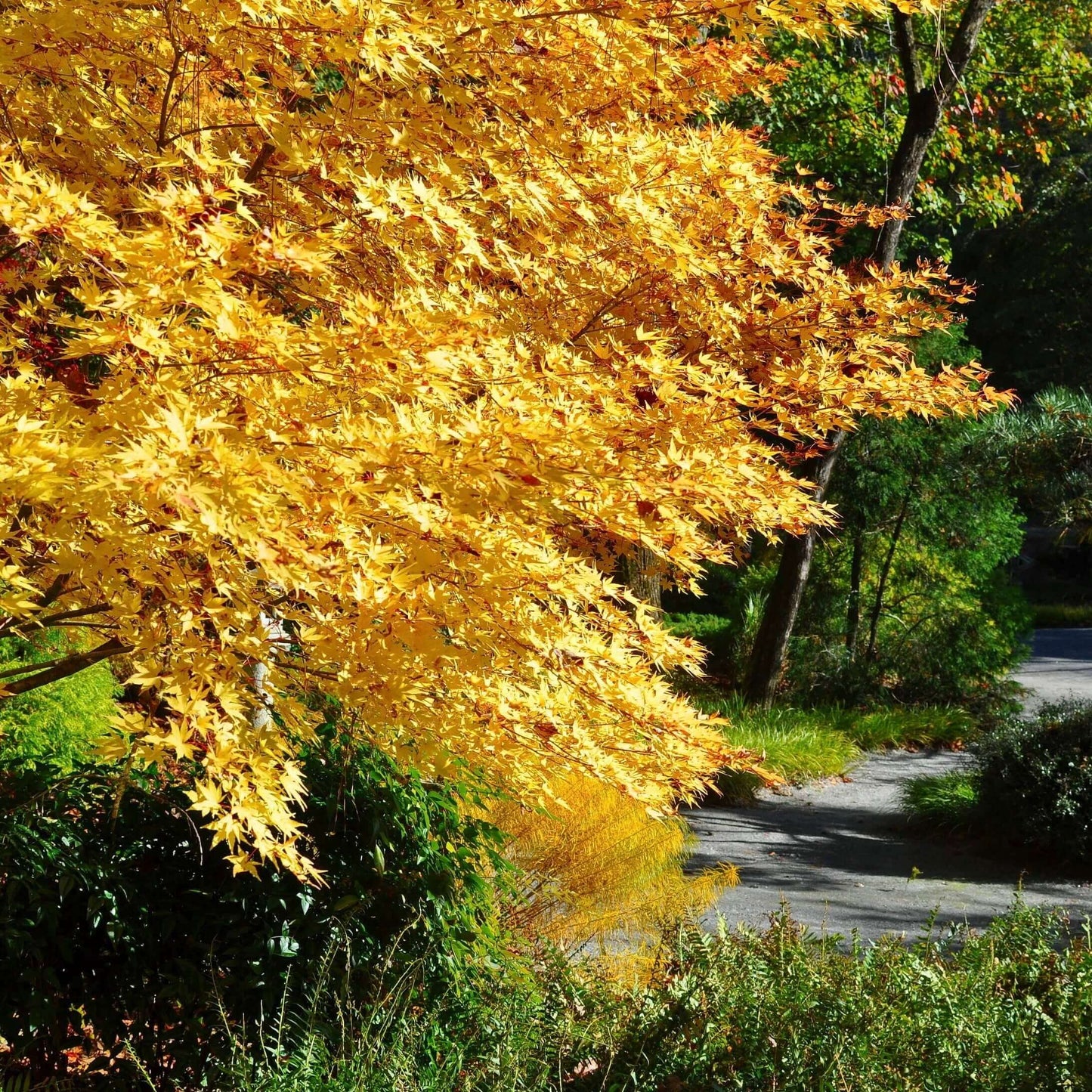 Coral Bark Japanese Maple Tree (7823948284159)