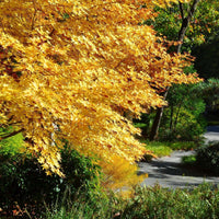Coral Bark Japanese Maple (7823948284159)