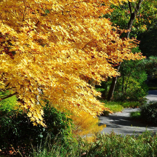 Coral Bark Japanese Maple (7823948284159)
