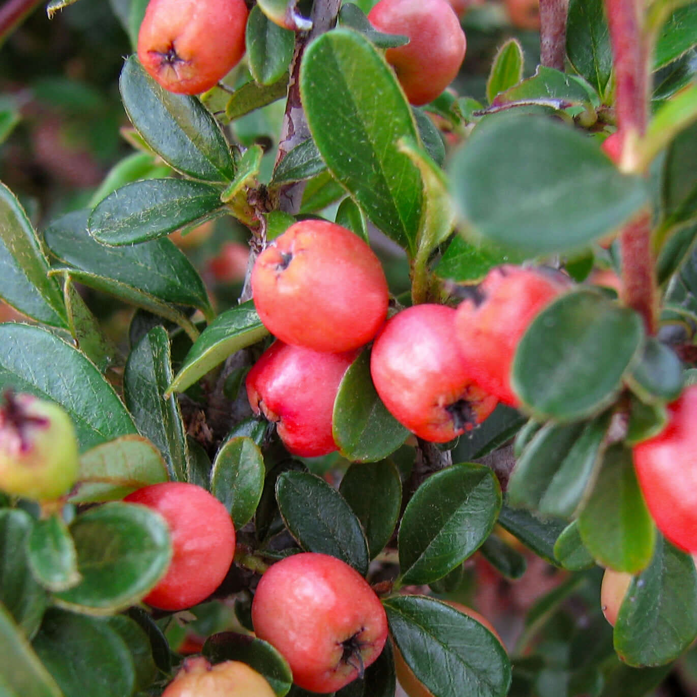 Coral Beauty Cotoneaster (7900960391423)