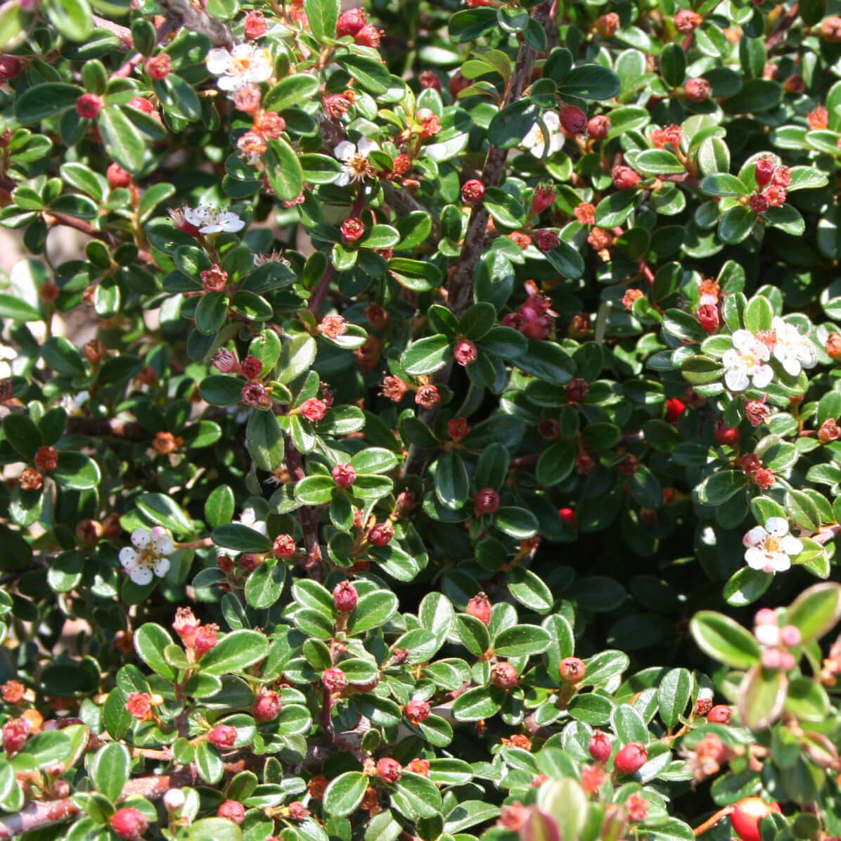 Coral Beauty Cotoneaster (7900960391423)