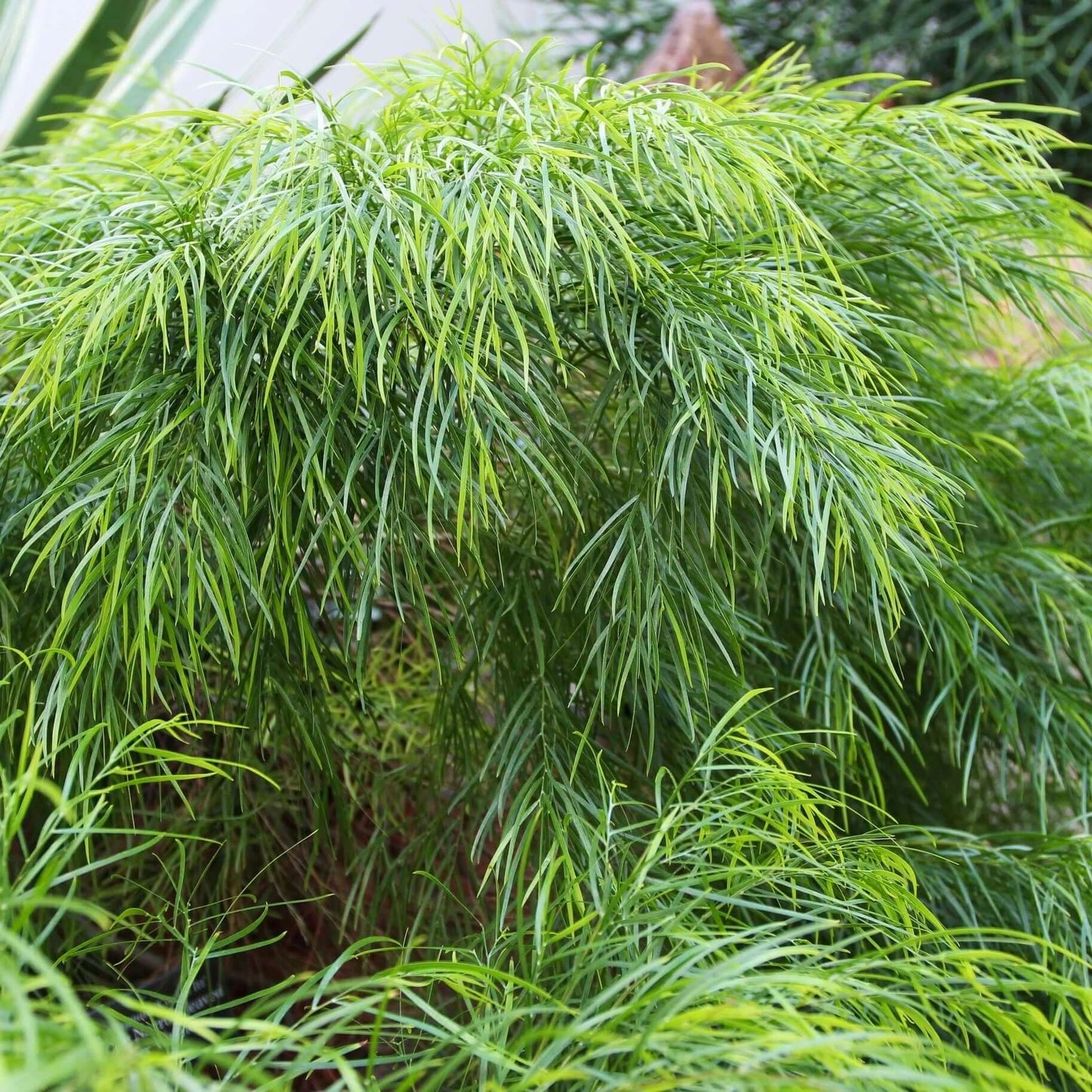 Cousin Itt Little River Wattle (7823949136127)