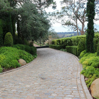 acacia plant (7823949136127)