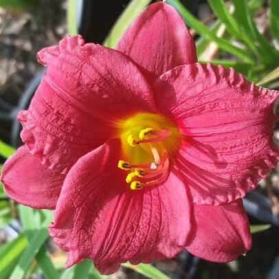 Hemerocallis Cranberry Baby Daylily (8027753971967)