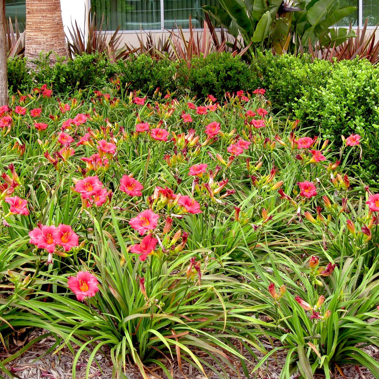 Hemerocallis Cranberry Baby Daylily (8027753971967)