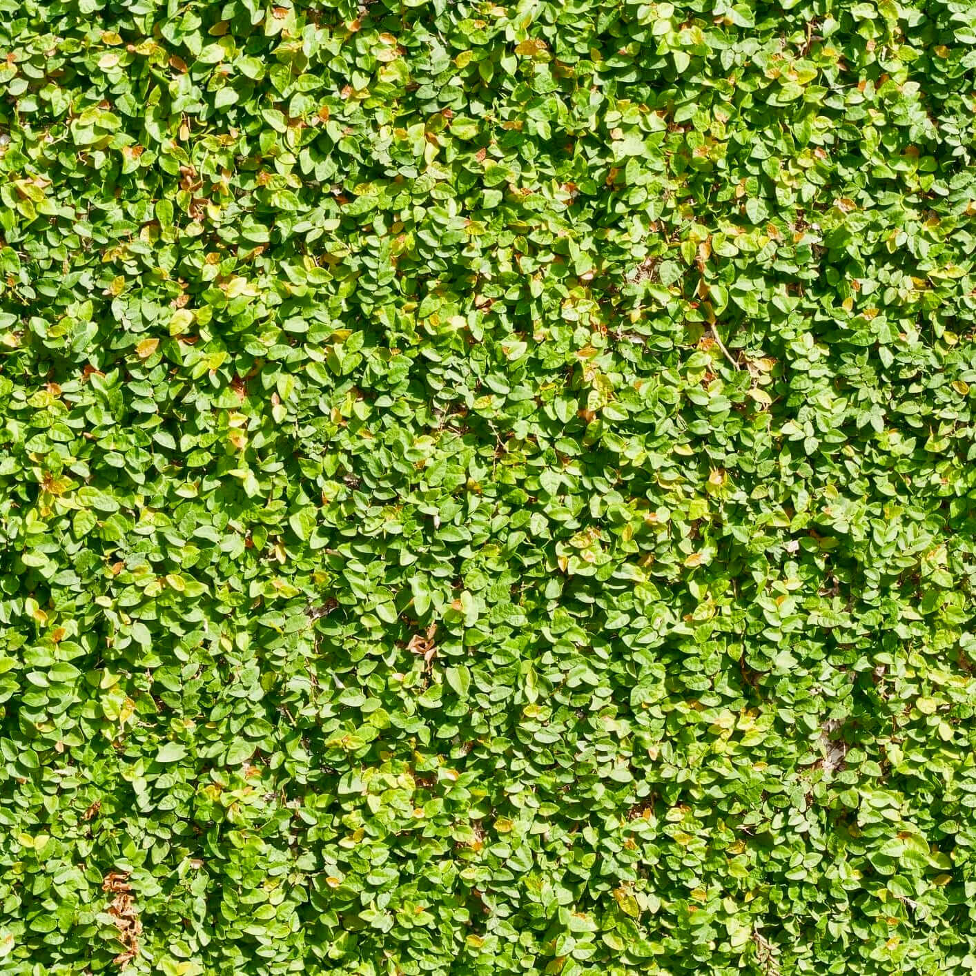 Creeping Fig (7823950348543)