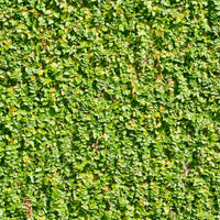 Creeping Fig (7823950348543)