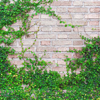Creeping Fig (7823950348543)