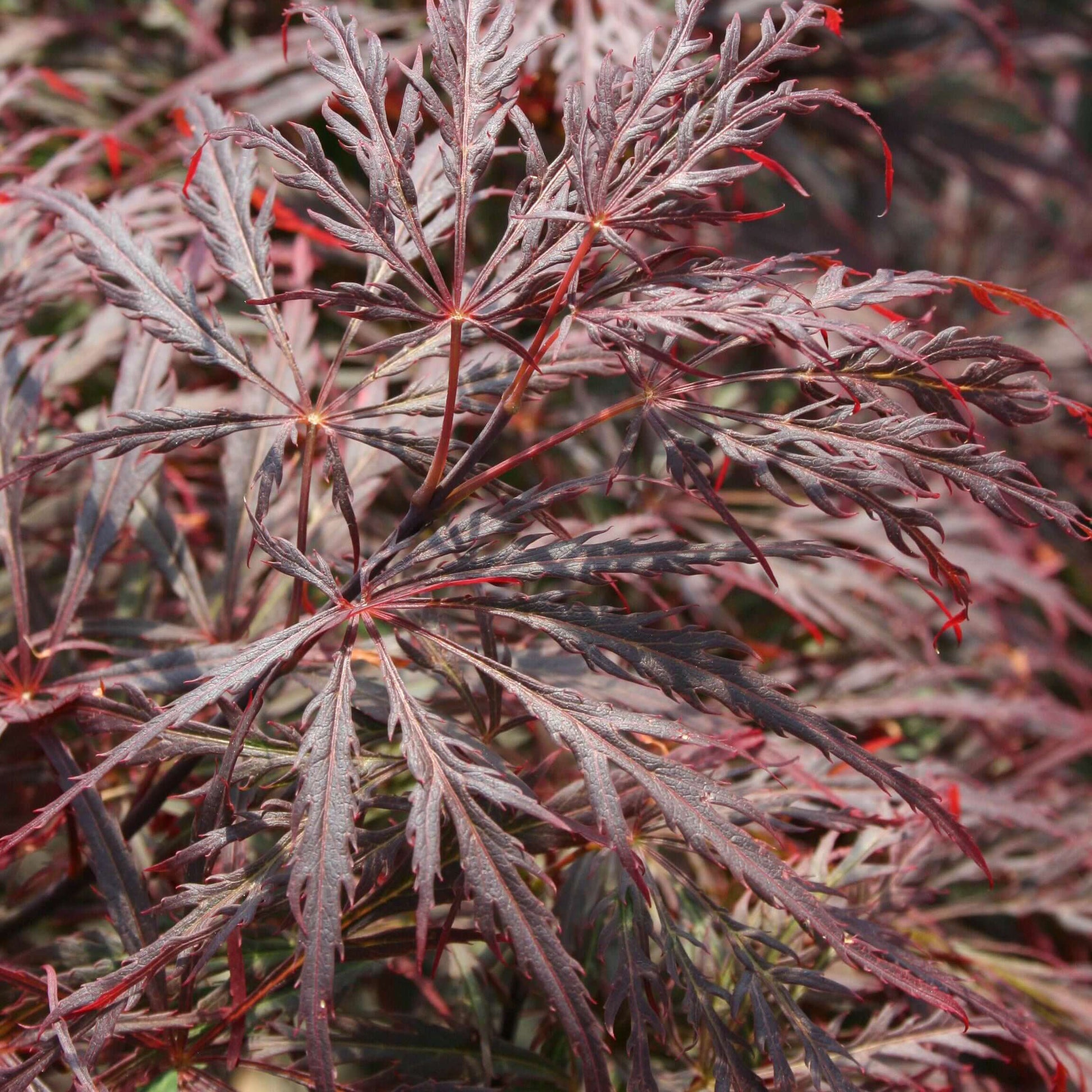 Acer palmatum dissectum Crimson Queen (7993766576383)