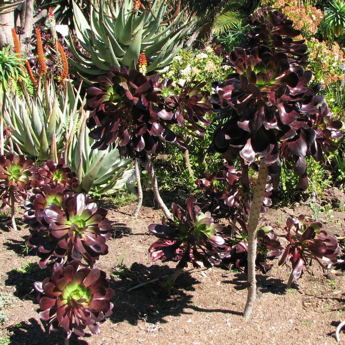 Aeonium 'Cyclops' (7916131844351)