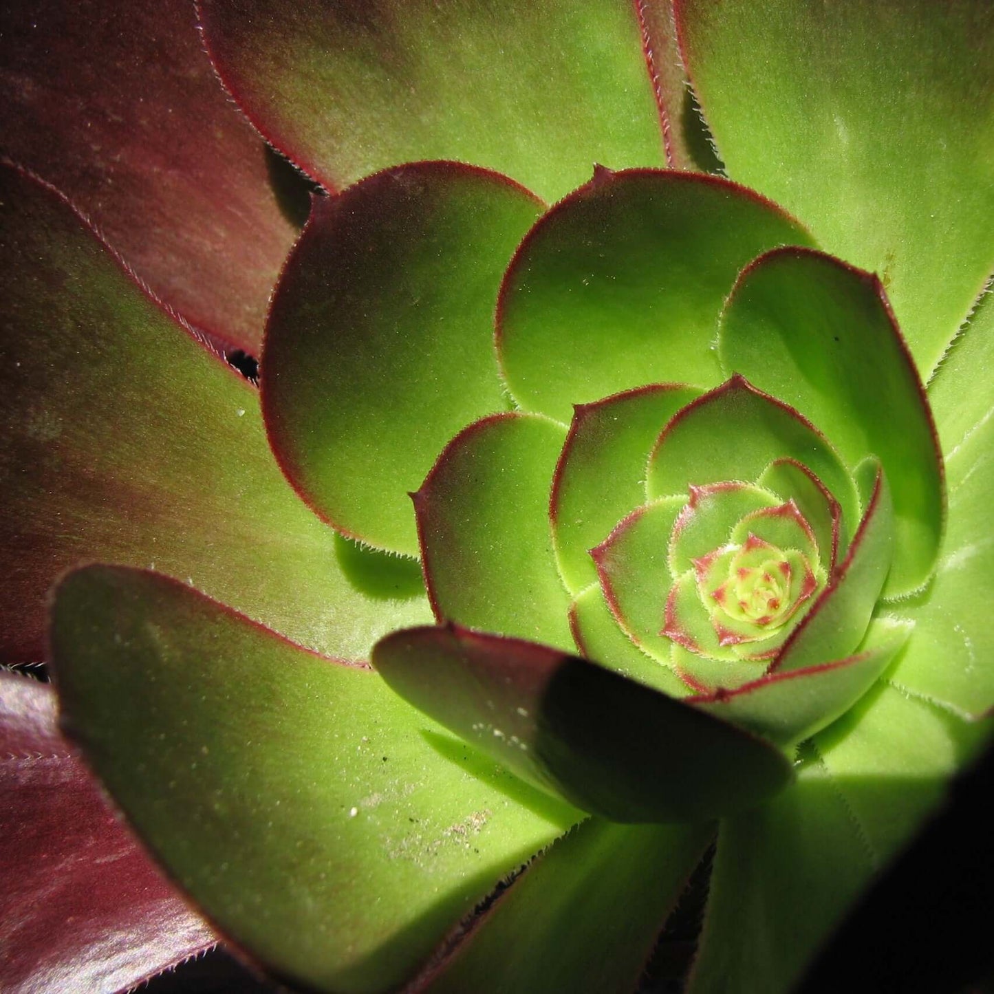 Aeonium 'Cyclops' (7916131844351)