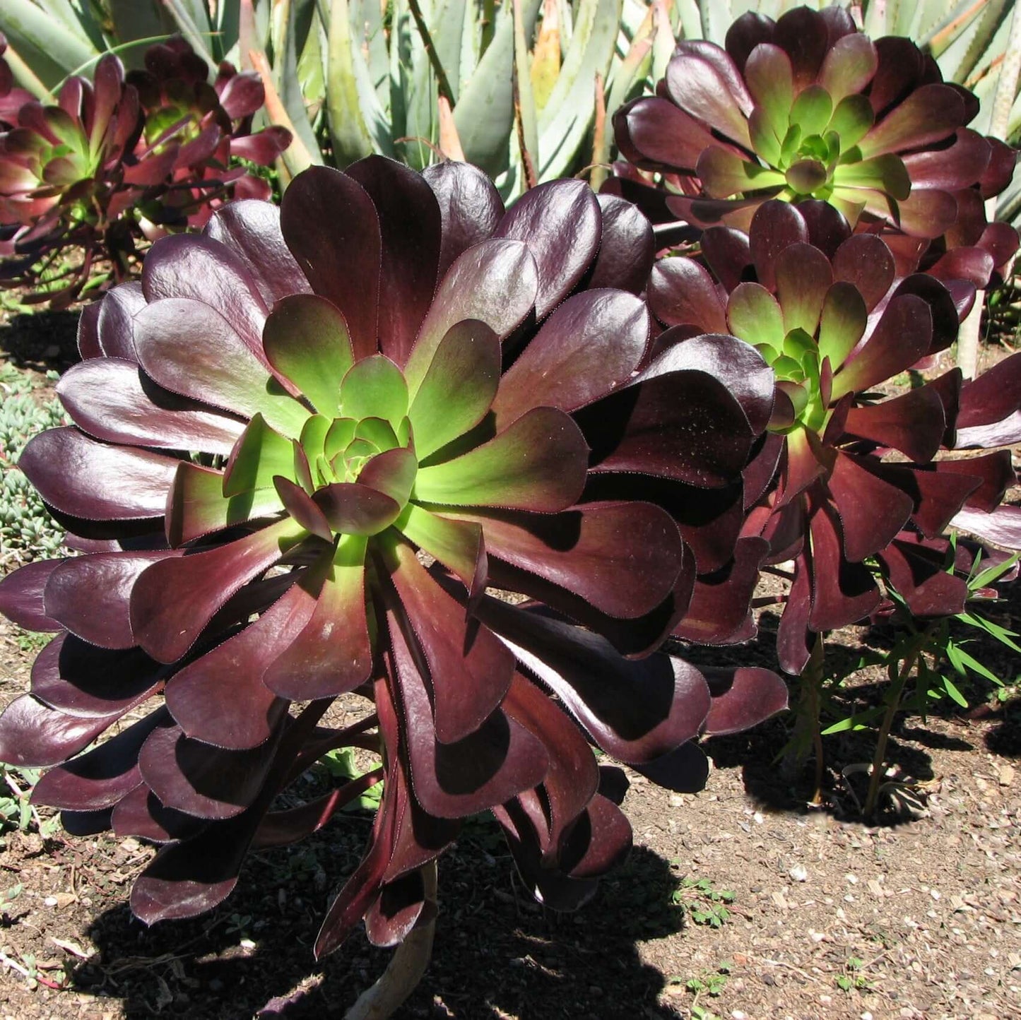 Aeonium 'Cyclops' (7916131844351)