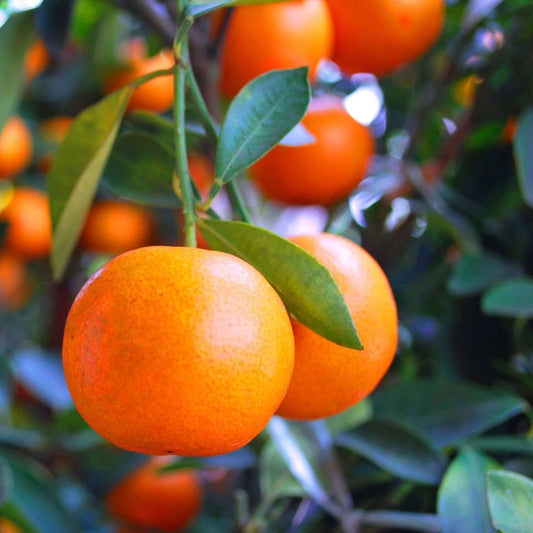 Dancy Mandarin Tree (7863713431807)